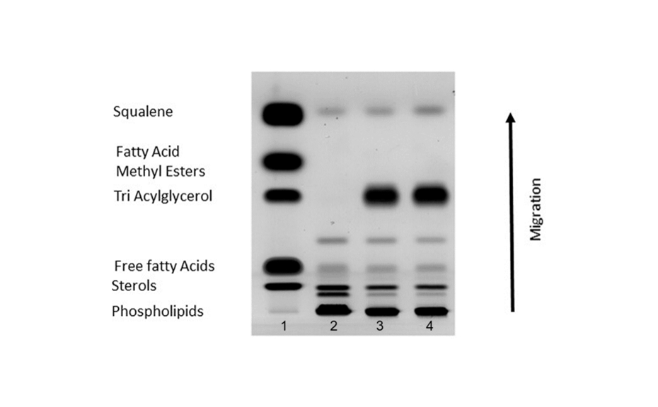Figure 1: HPTLC – a useful tool for the characterization of enzymes from plant lipid metabolism