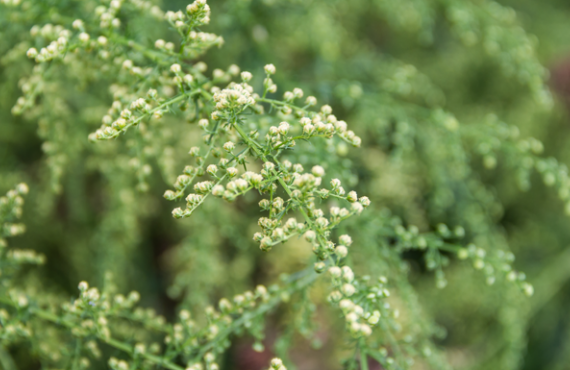 Artemisia annua. Source_istockphoto.com. Credit_gabrielabertolini