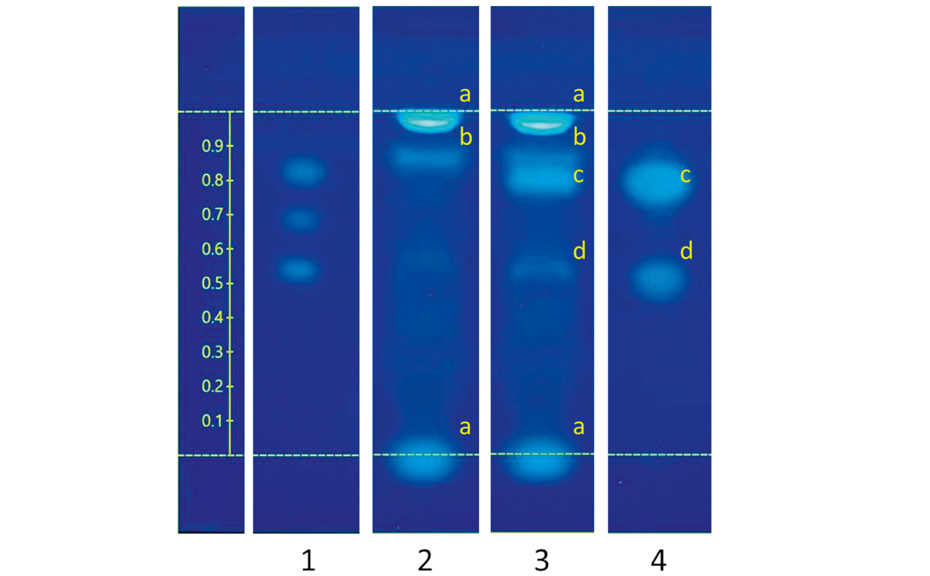 Detection of estrogen-active compounds in a migrate of a food contact material. Retention factor (RF) shown on left axis. Application position and the solvent front indicated by lower and upper dashed lines, respectively. Track 1: mixture of E2 (1 pg), 17∝-ethinylestradiol (1 pg), and estrone (10 pg) with increasing RF values, track 2: migrate of metal can, track 3: spiked migrate of metal can, track 4: spiked control migrate; samples on track 3 and 4 spiked with BPA (27 ng), benzophenone- 3 (140 ng), and e