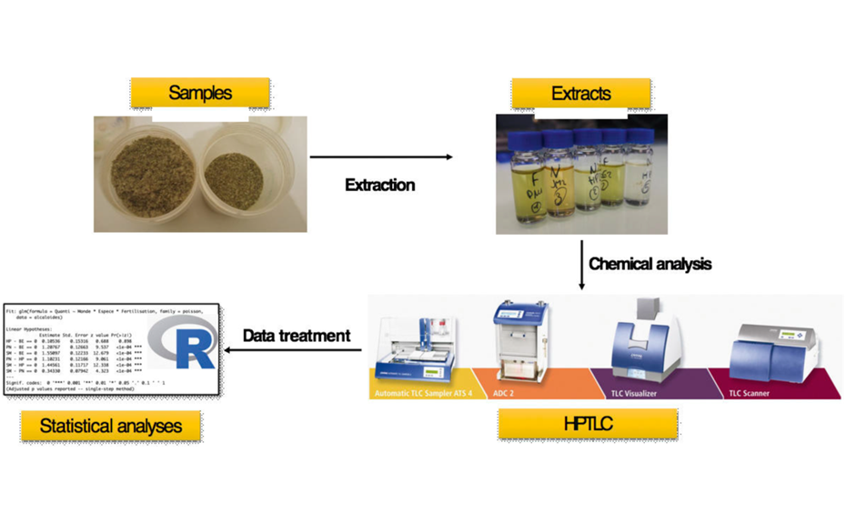 Analytical workflow used to extract, separate and quantify secondary metabolites of different plant species