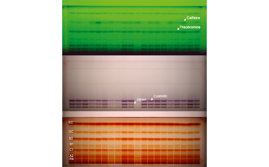 HPTLC chromatograms of different cocoa varieties
