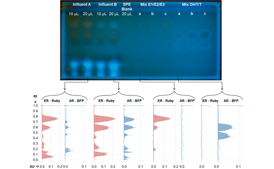 Parallel detection of estrogenicity and androgenicity in wastewater treatment plant influents using a yeast-based biosensor co-culture of ER-Ruby (red, λex = 525 nm) and AR-BFP (blue, λex = 396 nm).