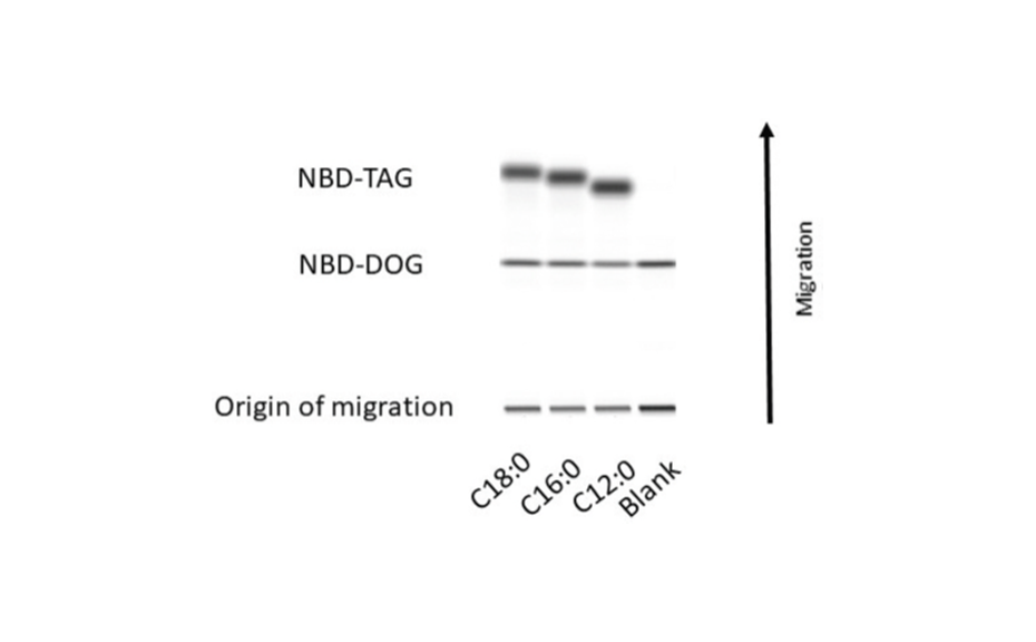 Figure 3: Separation of TAG synthetized by purified recombinant yeast type 2 DGAT (DGA1) using acyl-CoA with different chain lengths.