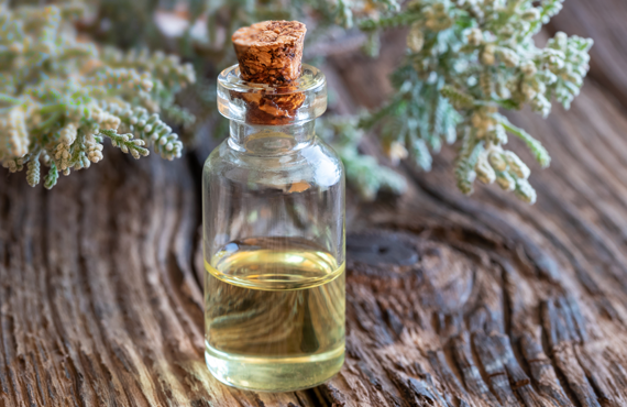 A bottle of essential oil with fresh Santolina chamaecyparissus twigs
