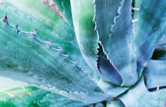 Large cactus agave close-up with selective focus. Source_istockphoto.com. Credit_Elena Goosen