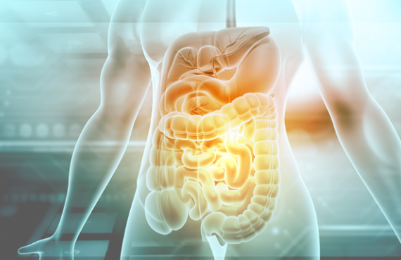 human-digestive-system-3d-illustration_istockphoto