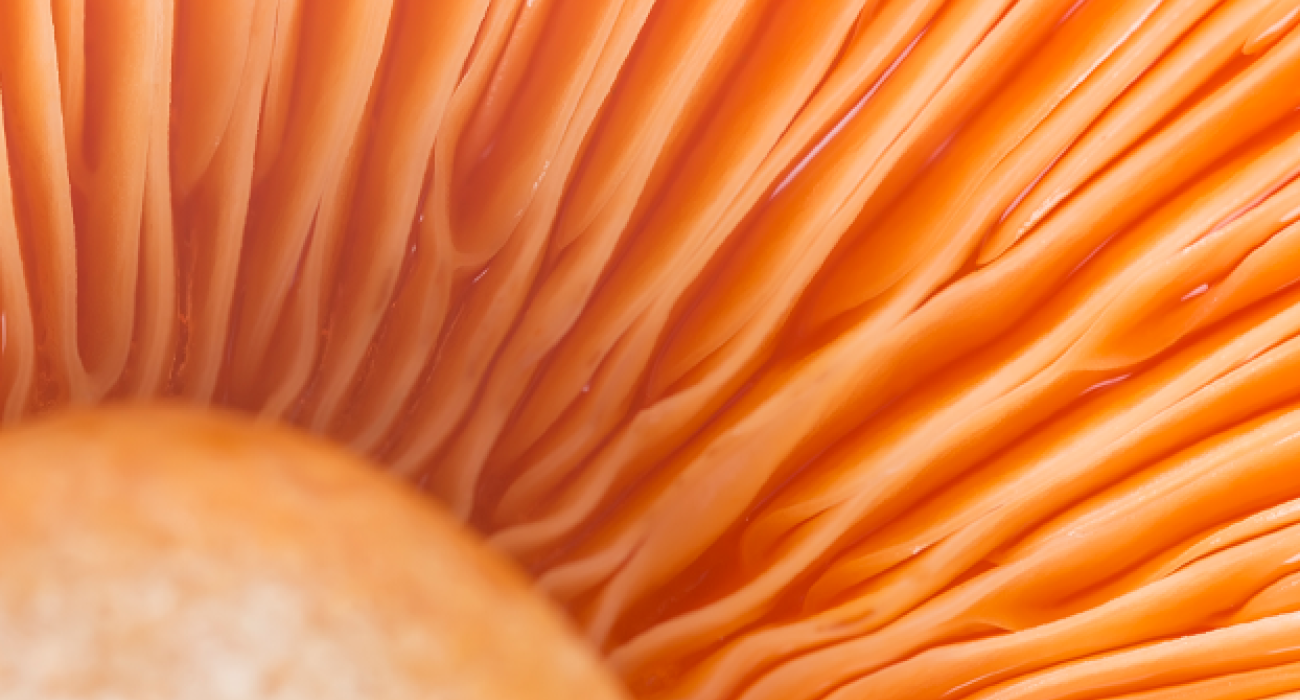 hptlc-for-quality-differentation-of-functional-mushrooms_teaser